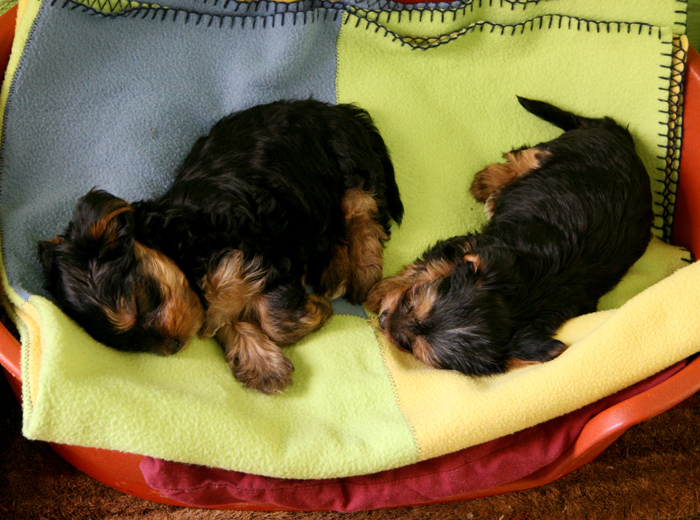 在线DDOS压力测试网页端